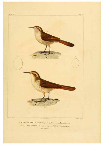 Reproducción/Reproduction 6303194774: Voyage dans l'Amérique Méridionale. v.9. Paris :Pitois-Levrault,1835-47