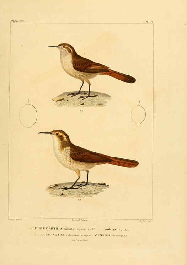 Reproducción/Reproduction 6303194774: Voyage dans l'Amérique Méridionale. v.9. Paris :Pitois-Levrault,1835-47