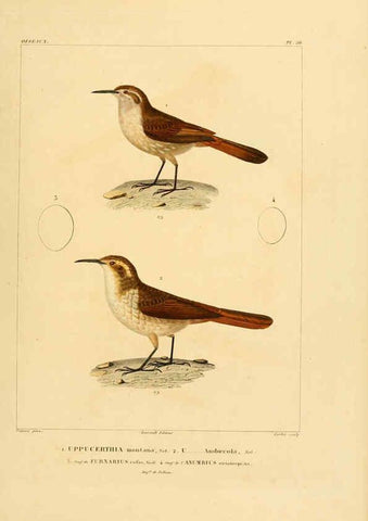 Reproducción/Reproduction 6303194774: Voyage dans l'Amérique Méridionale. v.9. Paris :Pitois-Levrault,1835-47