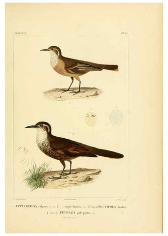 Reproducción/Reproduction 6303195158: Voyage dans l'Amérique Méridionale. v.9. Paris :Pitois-Levrault,1835-47
