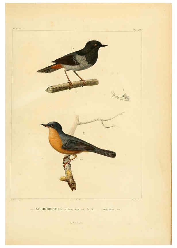 Reproducción/Reproduction 6303195366: Voyage dans l'Amérique Méridionale. v.9. Paris :Pitois-Levrault,1835-47