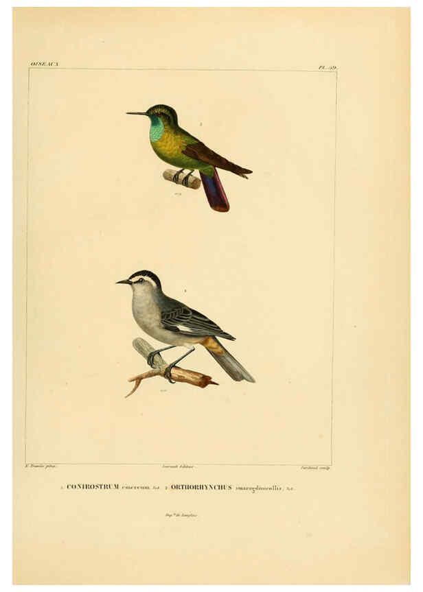 Reproducción/Reproduction 6302670529: Voyage dans l'Amérique Méridionale. v.9. Paris :Pitois-Levrault,1835-47