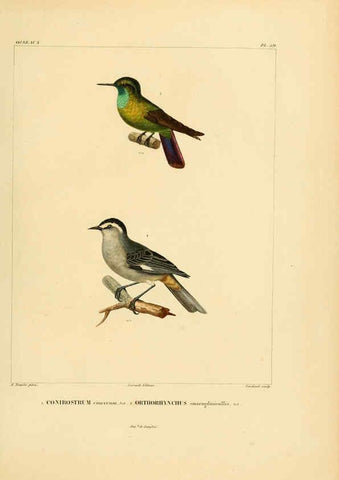 Reproducción/Reproduction 6302670529: Voyage dans l'Amérique Méridionale. v.9. Paris :Pitois-Levrault,1835-47