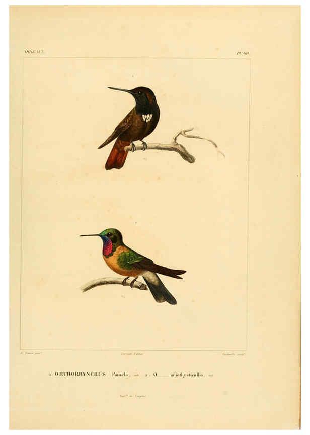 Reproducción/Reproduction 6303195916: Voyage dans l'Amérique Méridionale. v.9. Paris :Pitois-Levrault,1835-47