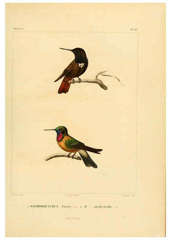 Reproducción/Reproduction 6303195916: Voyage dans l'Amérique Méridionale. v.9. Paris :Pitois-Levrault,1835-47