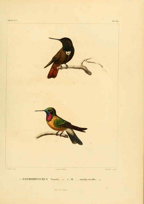 Reproducción/Reproduction 6303195916: Voyage dans l'Amérique Méridionale. v.9. Paris :Pitois-Levrault,1835-47