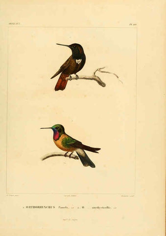 Reproducción/Reproduction 6303195916: Voyage dans l'Amérique Méridionale. v.9. Paris :Pitois-Levrault,1835-47