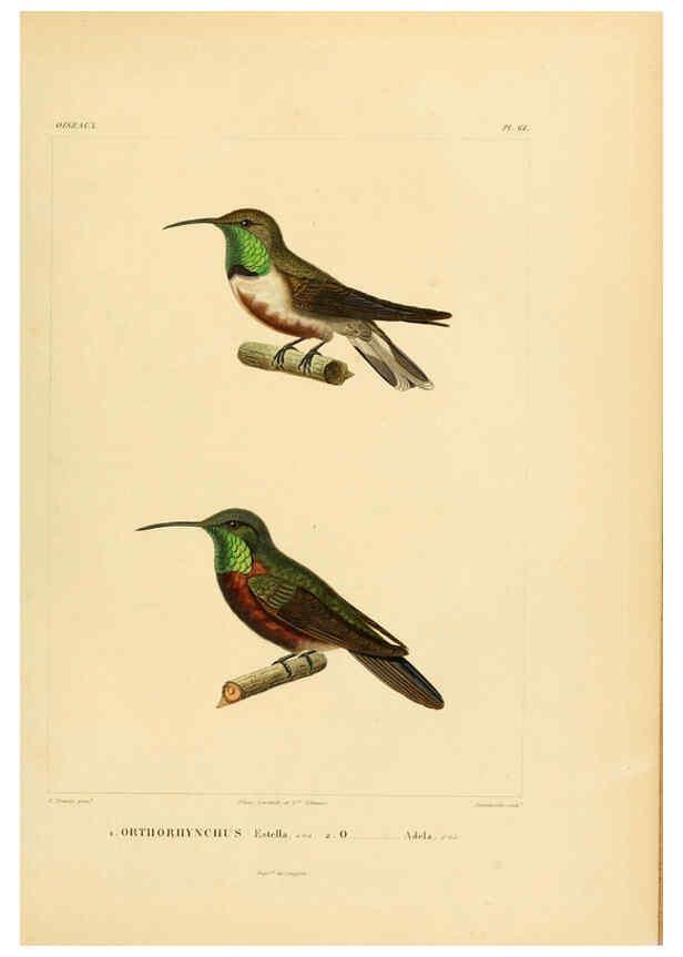 Reproducción/Reproduction 6303196252: Voyage dans l'Amérique Méridionale. v.9. Paris :Pitois-Levrault,1835-47