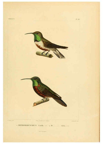 Reproducción/Reproduction 6303196252: Voyage dans l'Amérique Méridionale. v.9. Paris :Pitois-Levrault,1835-47