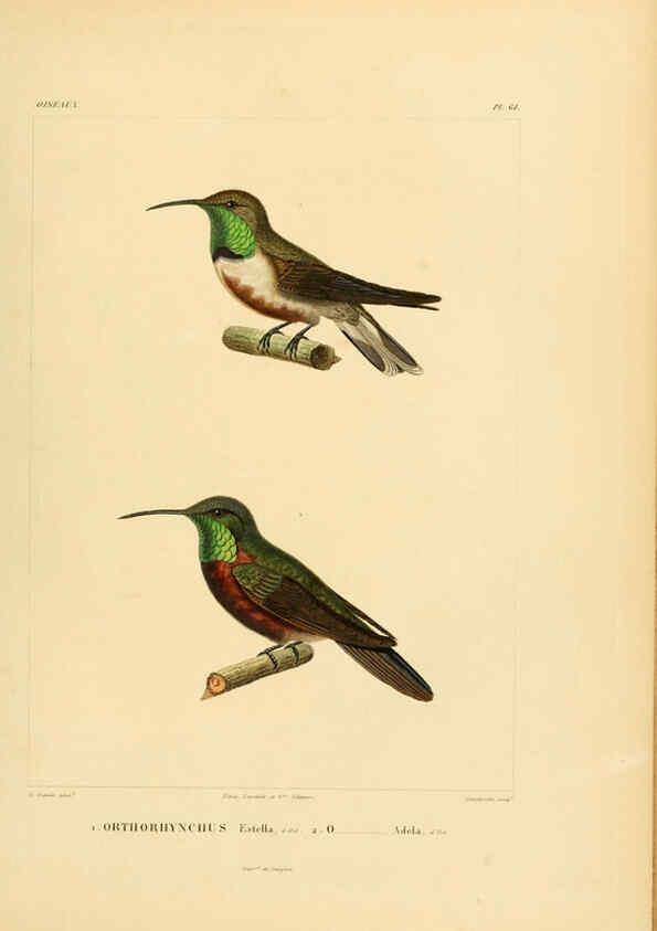 Reproducción/Reproduction 6303196252: Voyage dans l'Amérique Méridionale. v.9. Paris :Pitois-Levrault,1835-47