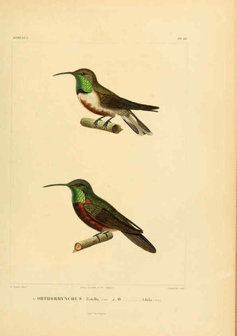 Reproducción/Reproduction 6303196252: Voyage dans l'Amérique Méridionale. v.9. Paris :Pitois-Levrault,1835-47