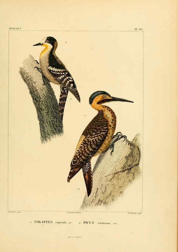 Reproducción/Reproduction 6302671365: Voyage dans l'Amérique Méridionale. v.9. Paris :Pitois-Levrault,1835-47