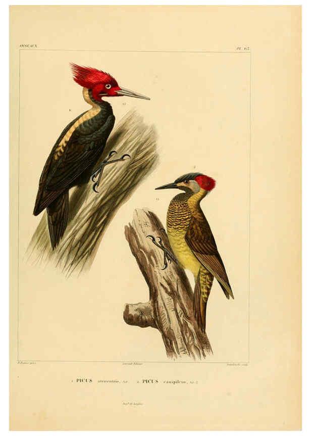 Reproducción/Reproduction 6302671747: Voyage dans l'Amérique Méridionale. v.9. Paris :Pitois-Levrault,1835-47
