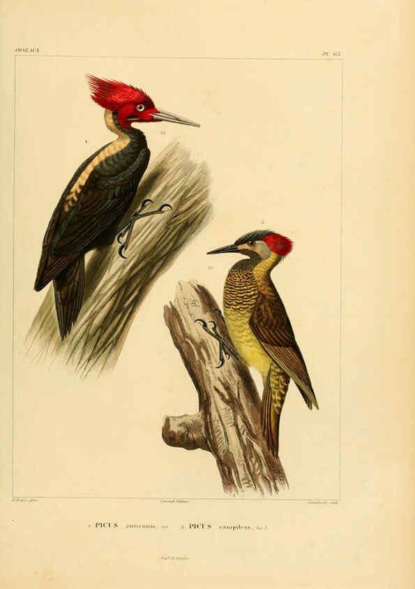Reproducción/Reproduction 6302671747: Voyage dans l'Amérique Méridionale. v.9. Paris :Pitois-Levrault,1835-47