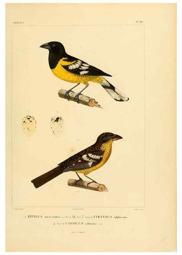 Reproducción/Reproduction 6303192600: Voyage dans l'Amérique Méridionale. v.9. Paris :Pitois-Levrault,1835-47