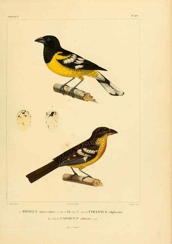 Reproducción/Reproduction 6303192600: Voyage dans l'Amérique Méridionale. v.9. Paris :Pitois-Levrault,1835-47