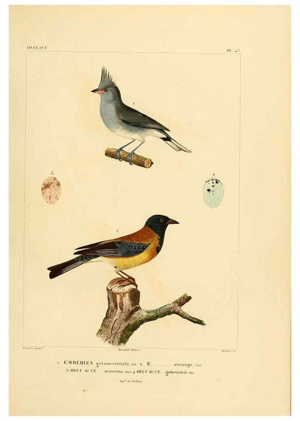 Reproducción/Reproduction 6302666931: Voyage dans l'Amérique Méridionale. v.9. Paris :Pitois-Levrault,1835-47