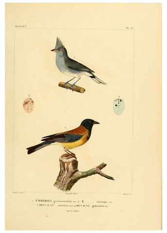 Reproducción/Reproduction 6302666931: Voyage dans l'Amérique Méridionale. v.9. Paris :Pitois-Levrault,1835-47