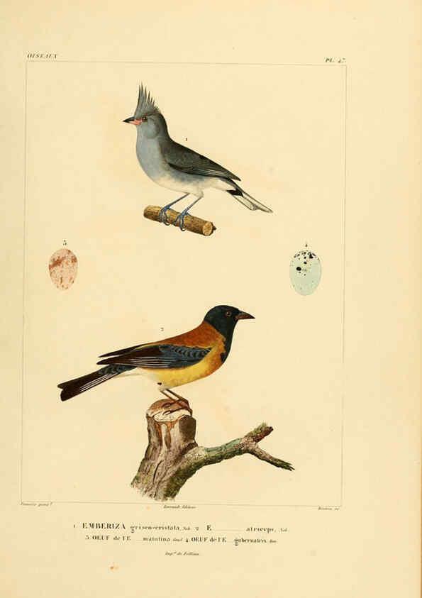 Reproducción/Reproduction 6302666931: Voyage dans l'Amérique Méridionale. v.9. Paris :Pitois-Levrault,1835-47