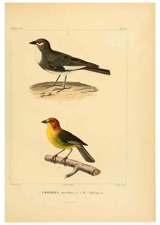 Reproducción/Reproduction 6303191850: Voyage dans l'Amérique Méridionale. v.9. Paris :Pitois-Levrault,1835-47