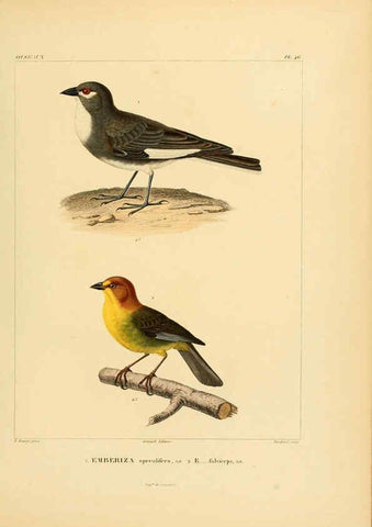 Reproducción/Reproduction 6303191850: Voyage dans l'Amérique Méridionale. v.9. Paris :Pitois-Levrault,1835-47