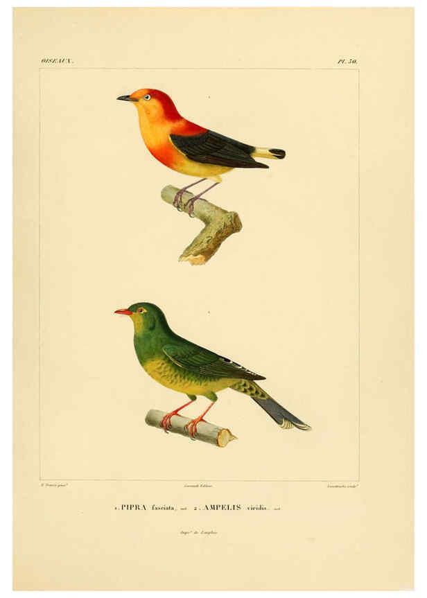 Reproducción/Reproduction 6303187010: Voyage dans l'Amérique Méridionale. v.9. Paris :Pitois-Levrault,1835-47