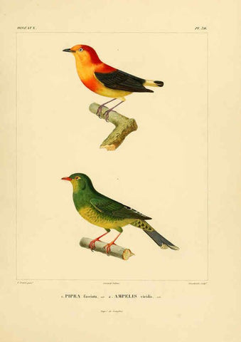 Reproducción/Reproduction 6303187010: Voyage dans l'Amérique Méridionale. v.9. Paris :Pitois-Levrault,1835-47