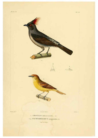 Reproducción/Reproduction 6303187244: Voyage dans l'Amérique Méridionale. v.9. Paris :Pitois-Levrault,1835-47