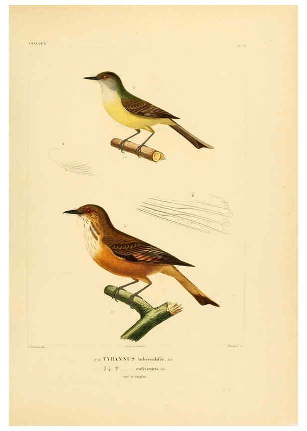 Reproducción/Reproduction 6302662341: Voyage dans l'Amérique Méridionale. v.9. Paris :Pitois-Levrault,1835-47