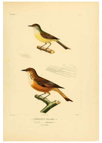 Reproducción/Reproduction 6302662341: Voyage dans l'Amérique Méridionale. v.9. Paris :Pitois-Levrault,1835-47