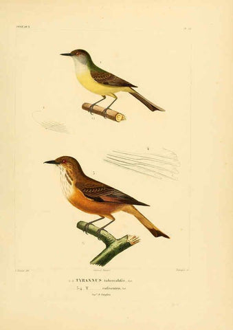 Reproducción/Reproduction 6302662341: Voyage dans l'Amérique Méridionale. v.9. Paris :Pitois-Levrault,1835-47