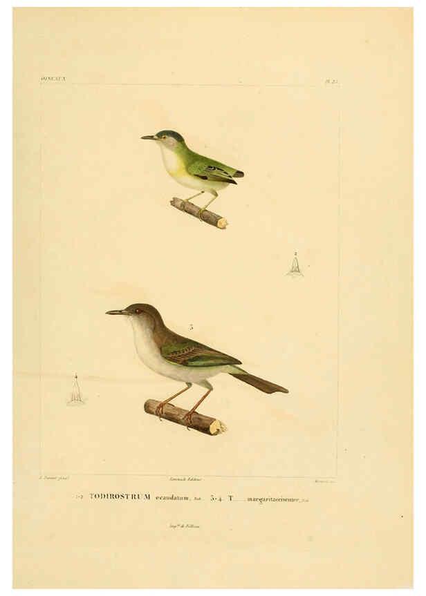 Reproducción/Reproduction 6303187938: Voyage dans l'Amérique Méridionale. v.9. Paris :Pitois-Levrault,1835-47