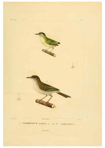 Reproducción/Reproduction 6303187938: Voyage dans l'Amérique Méridionale. v.9. Paris :Pitois-Levrault,1835-47