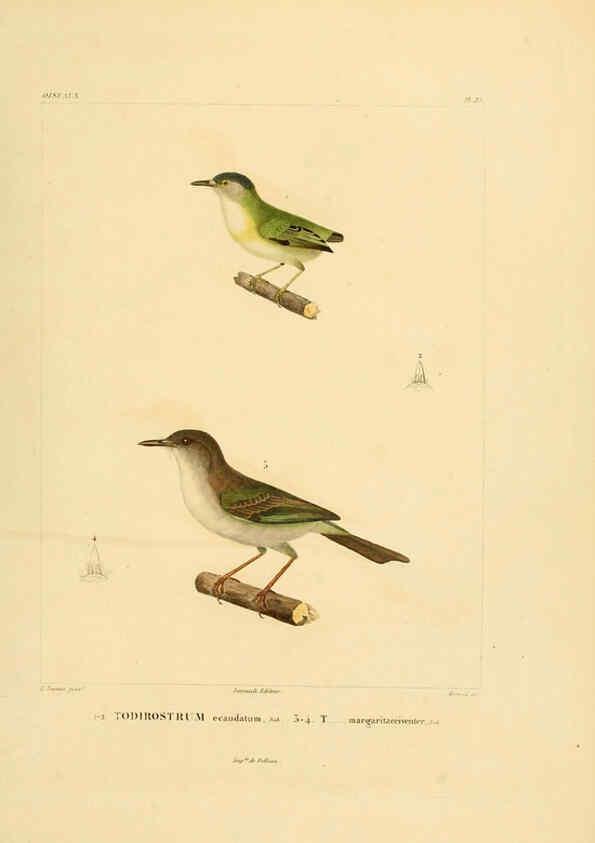 Reproducción/Reproduction 6303187938: Voyage dans l'Amérique Méridionale. v.9. Paris :Pitois-Levrault,1835-47