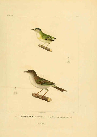Reproducción/Reproduction 6303187938: Voyage dans l'Amérique Méridionale. v.9. Paris :Pitois-Levrault,1835-47