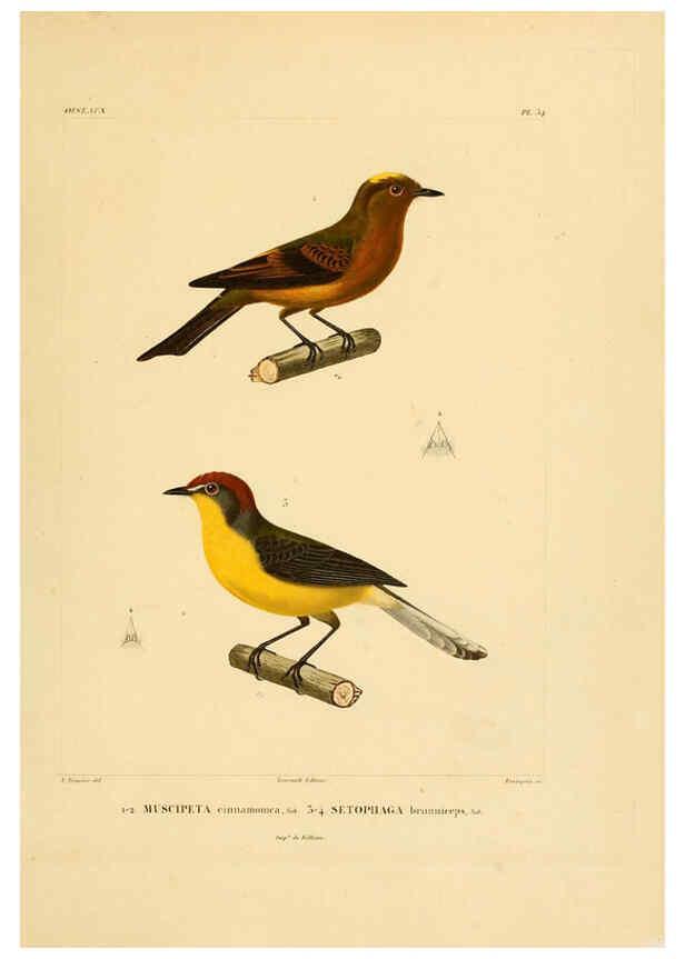 Reproducción/Reproduction 6302663215: Voyage dans l'Amérique Méridionale. v.9. Paris :Pitois-Levrault,1835-47