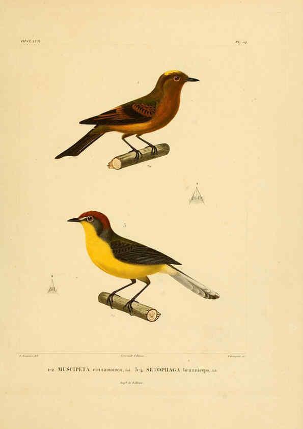 Reproducción/Reproduction 6302663215: Voyage dans l'Amérique Méridionale. v.9. Paris :Pitois-Levrault,1835-47