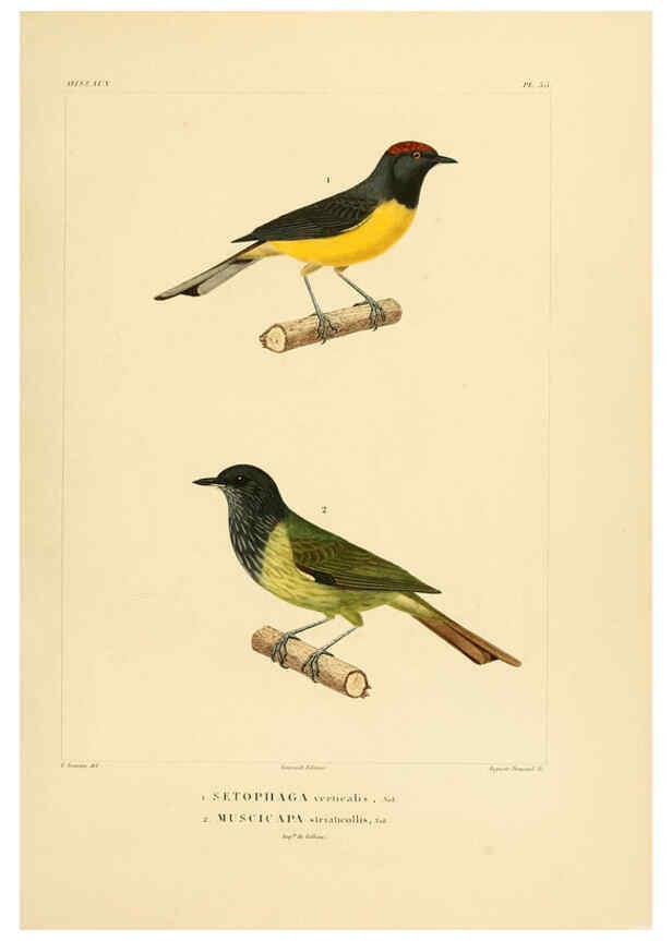 Reproducción/Reproduction 6303188798: Voyage dans l'Amérique Méridionale. v.9. Paris :Pitois-Levrault,1835-47