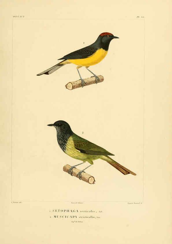 Reproducción/Reproduction 6303188798: Voyage dans l'Amérique Méridionale. v.9. Paris :Pitois-Levrault,1835-47