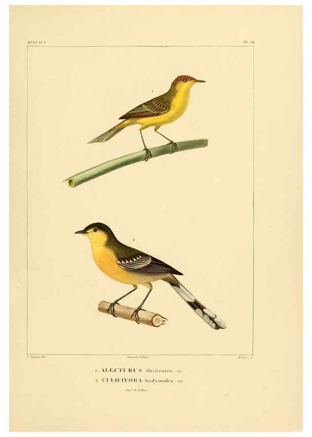 Reproducción/Reproduction 6303189038: Voyage dans l'Amérique Méridionale. v.9. Paris :Pitois-Levrault,1835-47