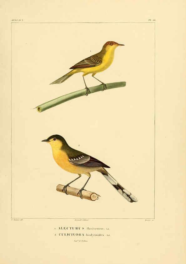 Reproducción/Reproduction 6303189038: Voyage dans l'Amérique Méridionale. v.9. Paris :Pitois-Levrault,1835-47