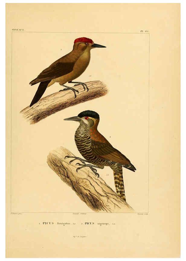 Reproducción/Reproduction 6302672347: Voyage dans l'Amérique Méridionale. v.9. Paris :Pitois-Levrault,1835-47