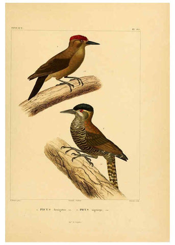 Reproducción/Reproduction 6302672347: Voyage dans l'Amérique Méridionale. v.9. Paris :Pitois-Levrault,1835-47
