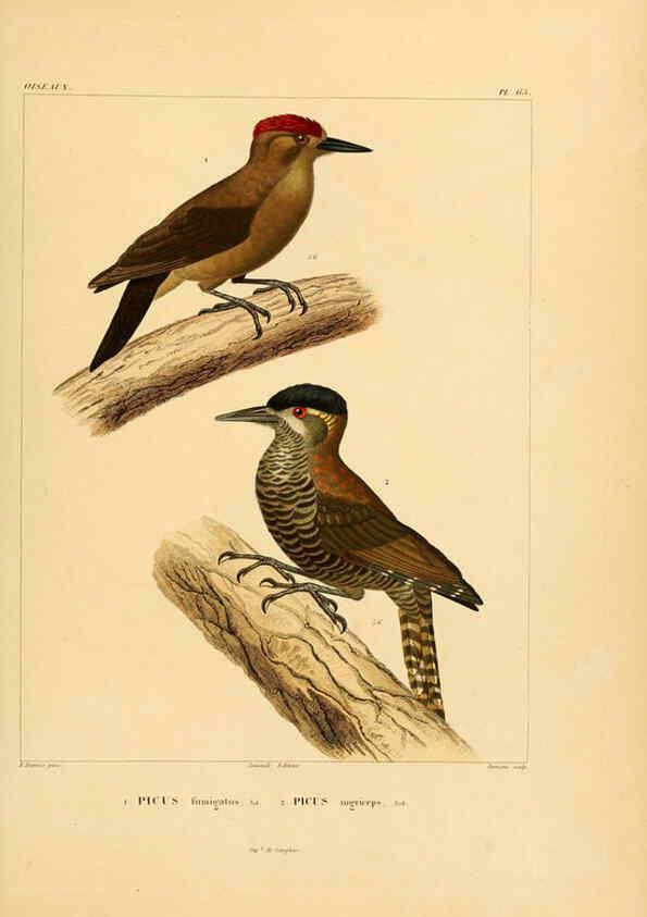 Reproducción/Reproduction 6302672347: Voyage dans l'Amérique Méridionale. v.9. Paris :Pitois-Levrault,1835-47