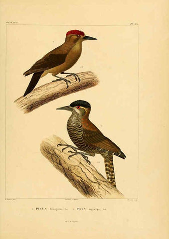 Reproducción/Reproduction 6302672347: Voyage dans l'Amérique Méridionale. v.9. Paris :Pitois-Levrault,1835-47
