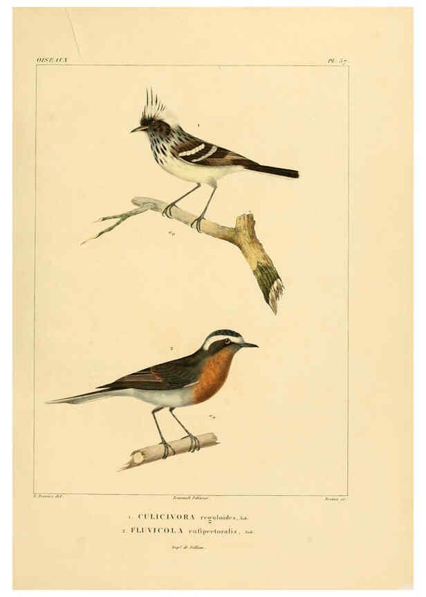 Reproducción/Reproduction 6303189256: Voyage dans l'Amérique Méridionale. v.9. Paris :Pitois-Levrault,1835-47