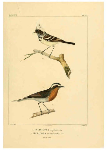 Reproducción/Reproduction 6303189256: Voyage dans l'Amérique Méridionale. v.9. Paris :Pitois-Levrault,1835-47