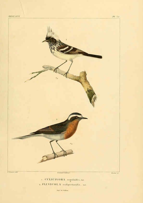 Reproducción/Reproduction 6303189256: Voyage dans l'Amérique Méridionale. v.9. Paris :Pitois-Levrault,1835-47