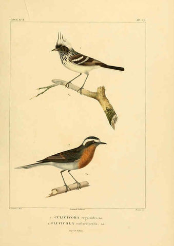 Reproducción/Reproduction 6303189256: Voyage dans l'Amérique Méridionale. v.9. Paris :Pitois-Levrault,1835-47