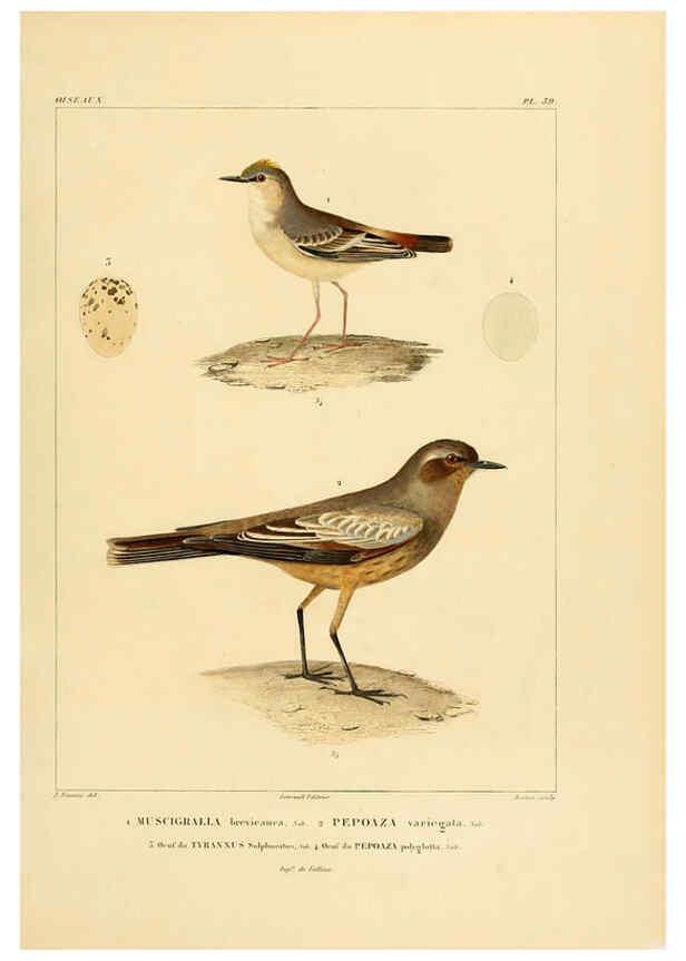 Reproducción/Reproduction 6303189792: Voyage dans l'Amérique Méridionale. v.9. Paris :Pitois-Levrault,1835-47